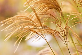 草,風(fēng),廠