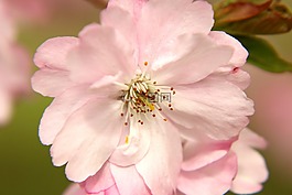 櫻花,鮮花,梅花