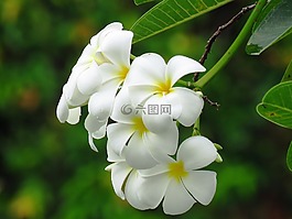 花,白,美麗