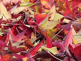 秋,葉子,紅色