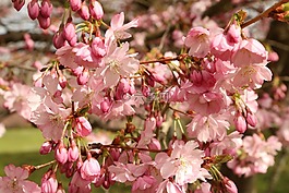 樱花,鲜花,梅花