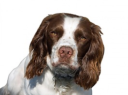 狗,英語(yǔ)史賓格犬,施普林格