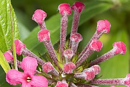特寫(xiě),紅色,花