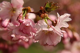樱花,鲜花,梅花