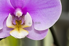 兰花,颜色,特写