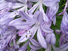 agapanthus,花,紫色