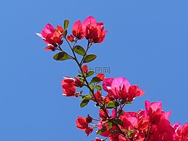 bungabilia,花,紅色