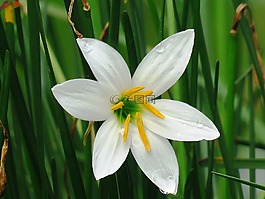 新鲜,花,洁白的花朵