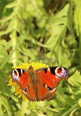 蝴蝶,蒲公英,孔雀