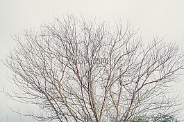 樹,分支機(jī)構(gòu),秋天