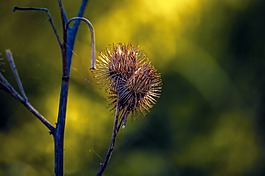 性質(zhì),春,特寫