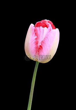 郁金香,花,紅色