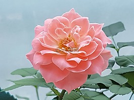 群集,玫瑰花,粉紅色