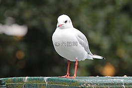 嘴鸥,鸟,chroicocephalus ridibundus