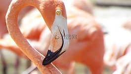 粉紅色的火烈鳥,鳥,異國情調(diào)