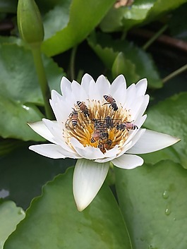 花,蜜蜂,白色