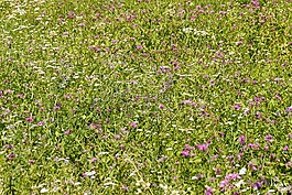 草地,鲜花,夏季