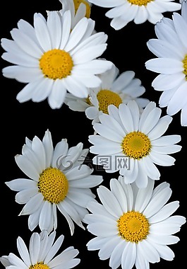 鮮花,花,雛菊