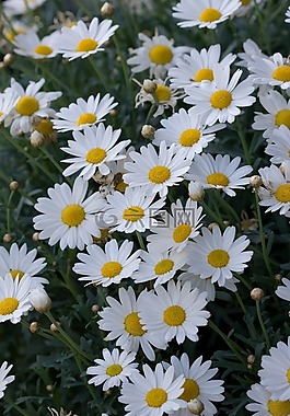 鮮花,花,雛菊