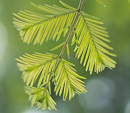 葉子,性質(zhì),葉