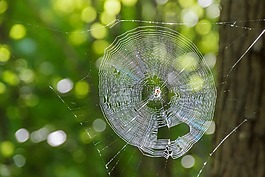 蜘蛛網(wǎng),背光,動物