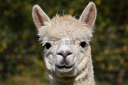 羊駝,頭,動物