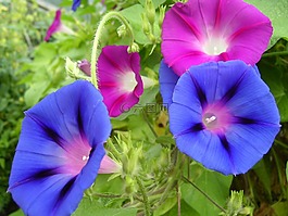 牽?；?鮮花,開花