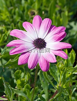花,美麗,雛菊