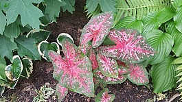 玉簪,仙客來,蕨類植物