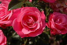 玫瑰,鲜花,浪漫