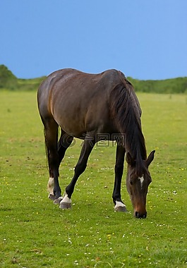 馬,動物,美麗