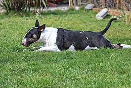 狗,斗牛梗,blackbrindle