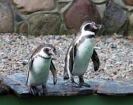 企鵝,動物園,動物
