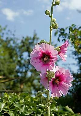 鮮花,蜀葵,hollyhocks