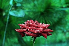 玫瑰,性質(zhì)