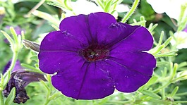 矮牽牛,花,藍(lán)色
