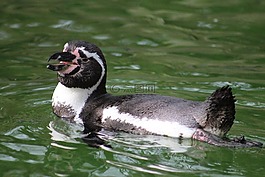 企鵝,動(dòng)物園,動(dòng)物