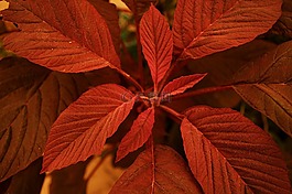 葉,紅色