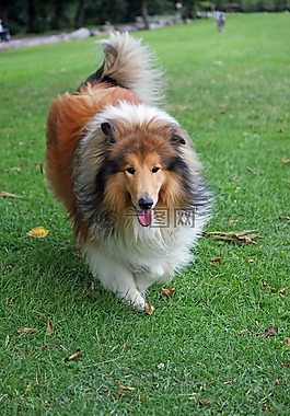 狗,牧羊犬,粗糙牧羊犬