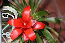 花,異國情調(diào),植物學