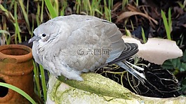 鴿子,鳥,野生動物