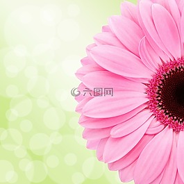 非洲菊,花,開花
