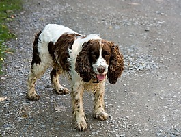 狗,史宾格犬,施普林格