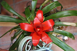 植物學,異國情調(diào),熱帶