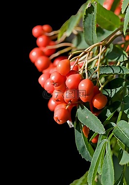 漿果,紅色,特寫(xiě)