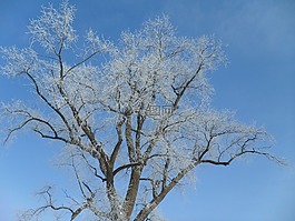 皇冠,分支機構(gòu),花絲