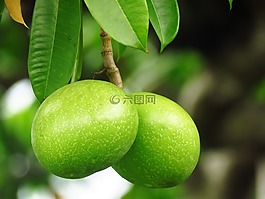 綠色,新鮮,蔬菜