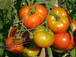 西紅柿,菜園,蔬菜