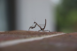 甲蟲，昆蟲,祈禱螳螂,特寫
