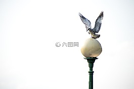 海鷗,海岸,鳥